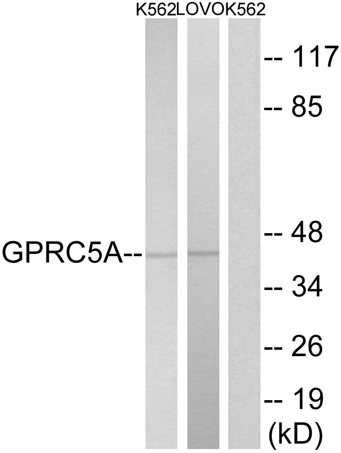 GPRC5A Ab