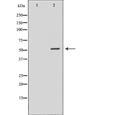 HDAC2 Ab