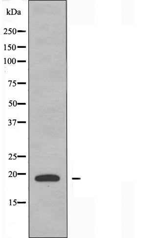 Histone H1.0 Ab