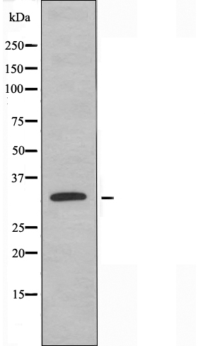 hnRNP C1/C2 Ab