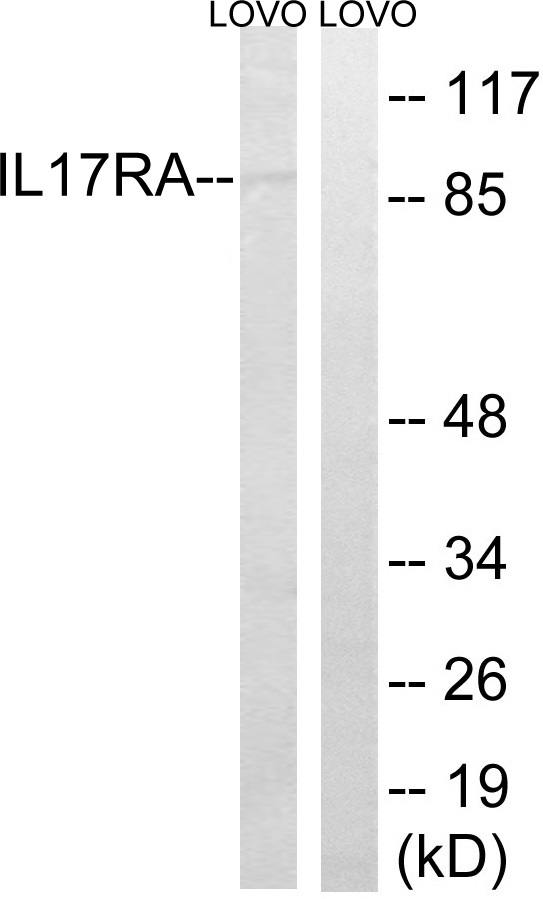 IL 17 receptor A Ab