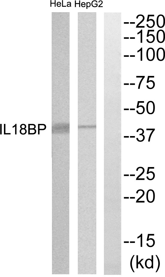 IL 18BP Ab