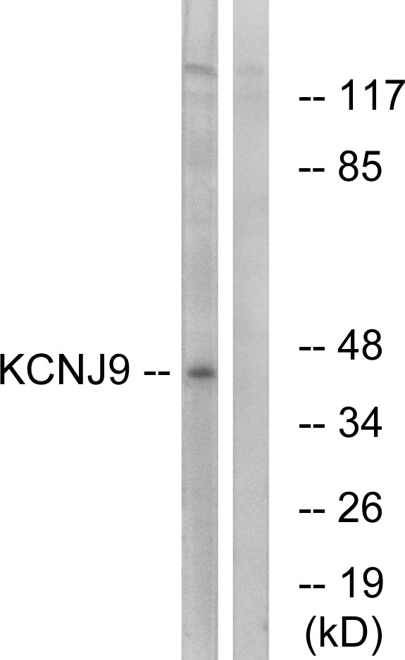 KCNJ9 Ab