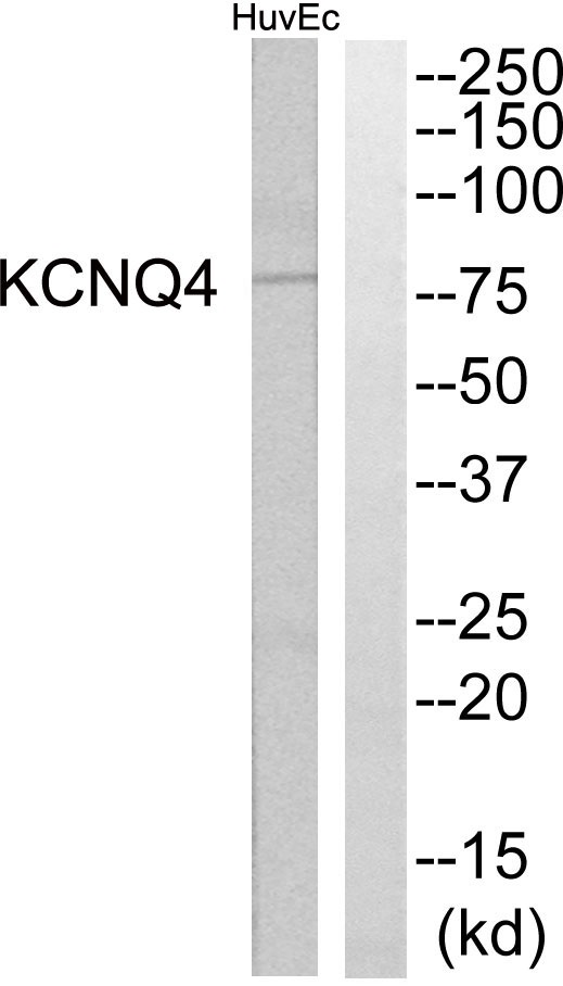 KCNQ4 Ab