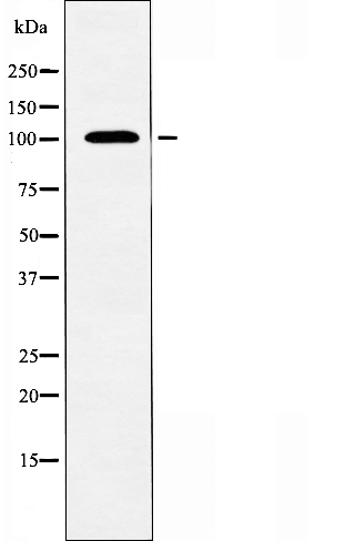 KCNQ5 Ab