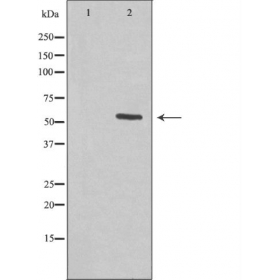 KCNS2 Ab