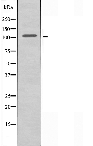 CCAR2 Ab