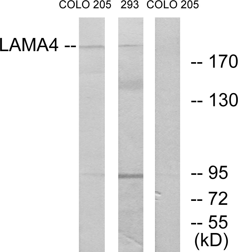 Laminin alpha 4 Ab