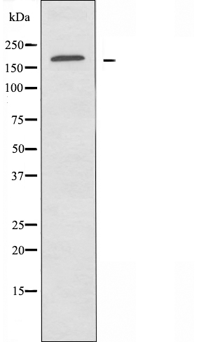 Laminin gamma 1 Ab