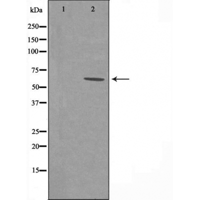 SLC43A1 Ab