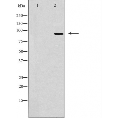 Microcephalin Ab