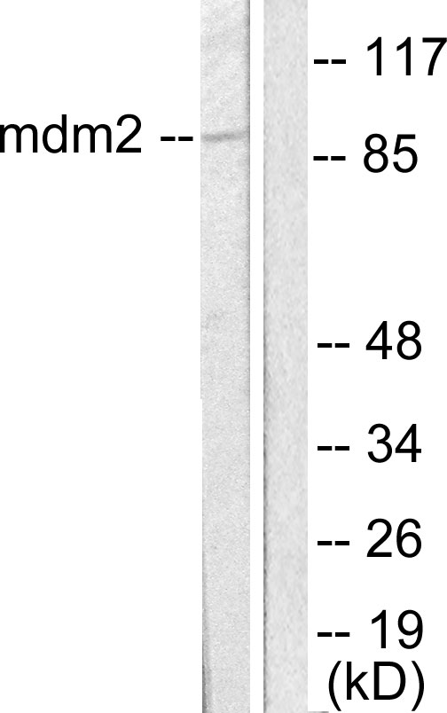 MDM2 Ab