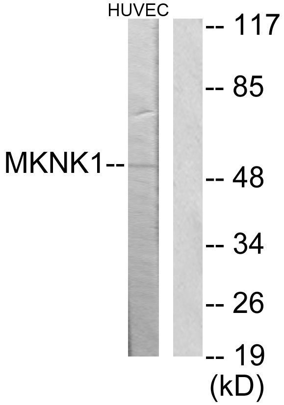 MNK1 Ab