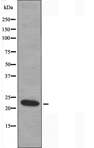 MOB kinase activator 3B Ab