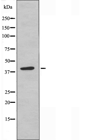 Monocarboxylate transporter 13 Ab