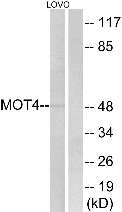 MCT 4 Ab