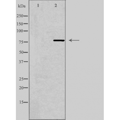 MPHOSPH9 Ab