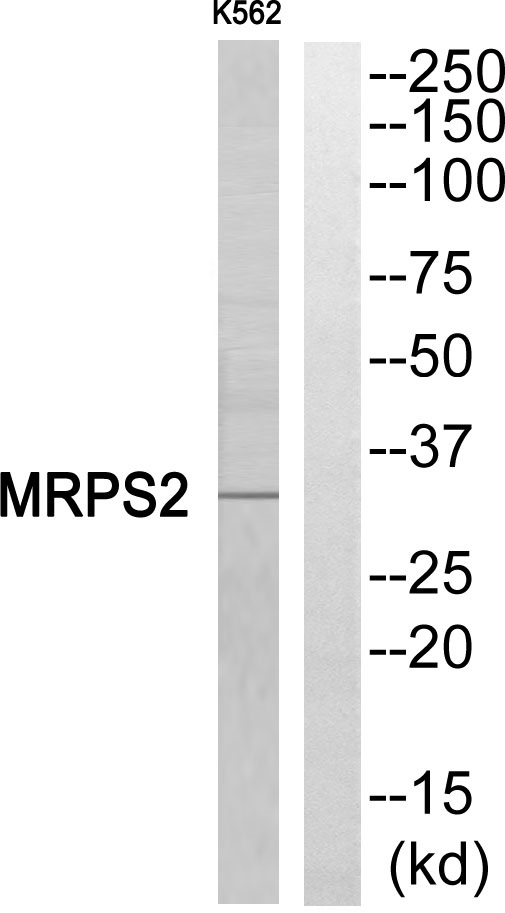 MRPS2 Ab