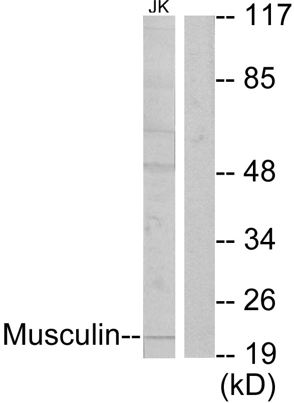 Musculin Ab