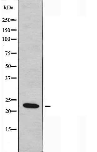 Myosin light chain 3 Ab