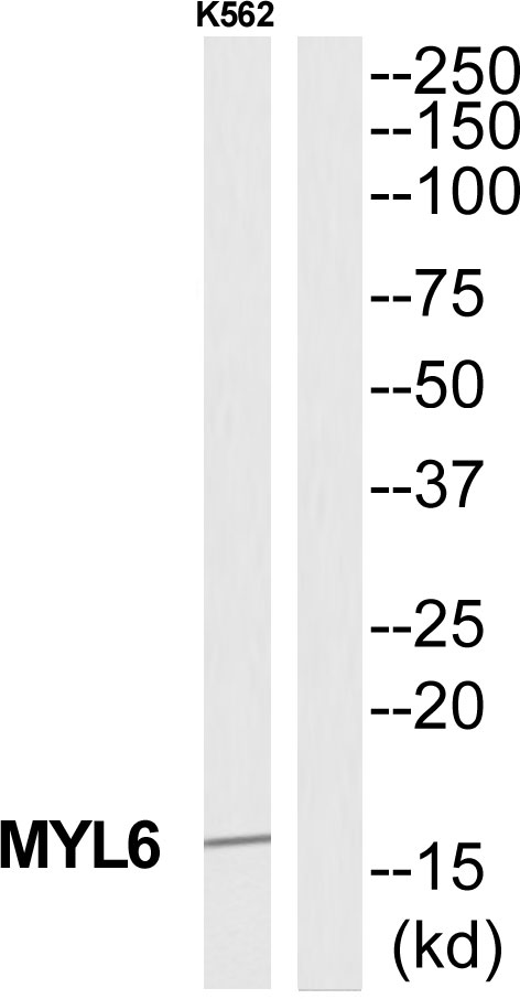 Myosin light chain 6 Ab