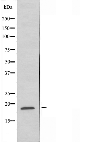 Myosin light chain 7 Ab