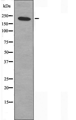 Myosin heavy chain 12 Ab