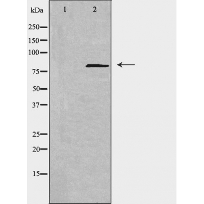 Condensin complex subunit 2 Ab