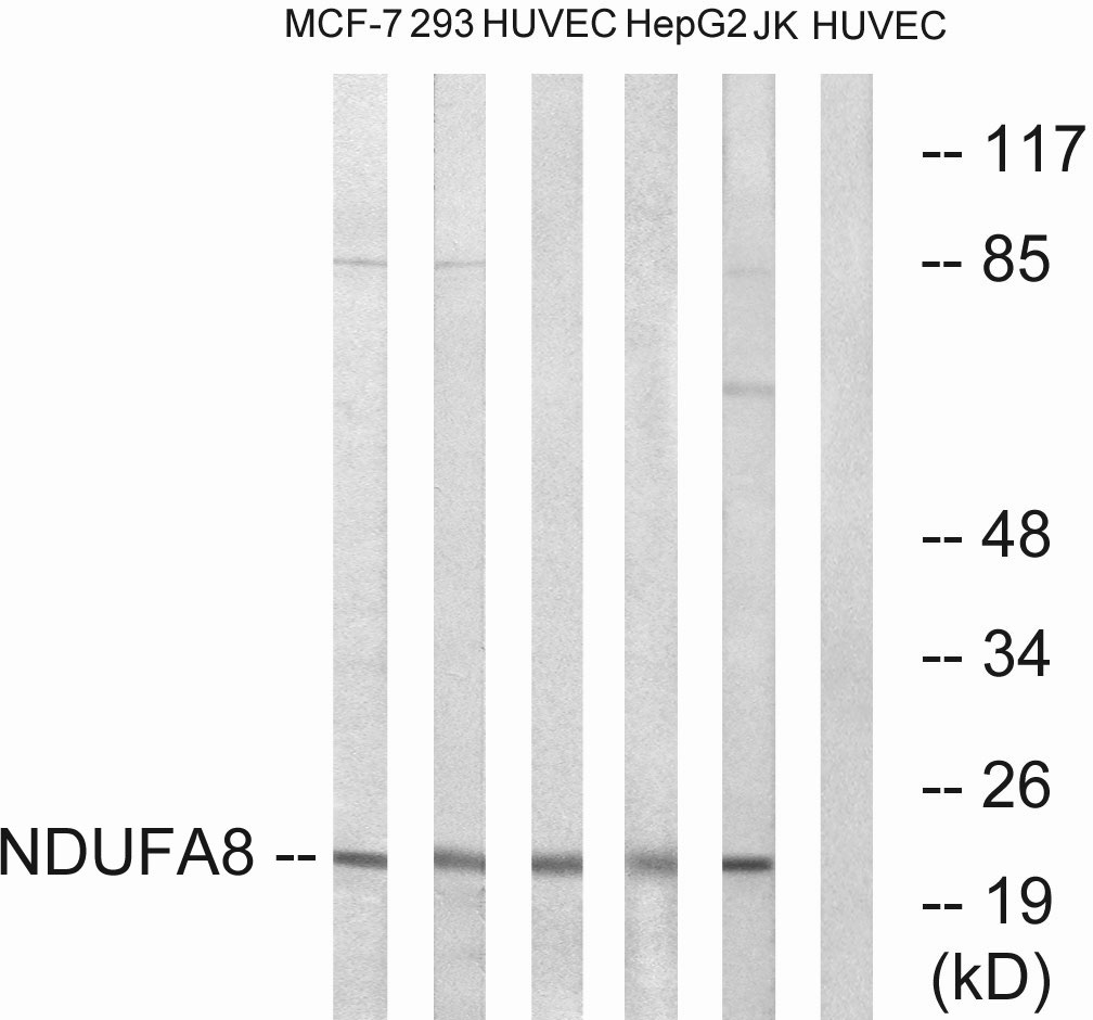 NDUFA8 Ab