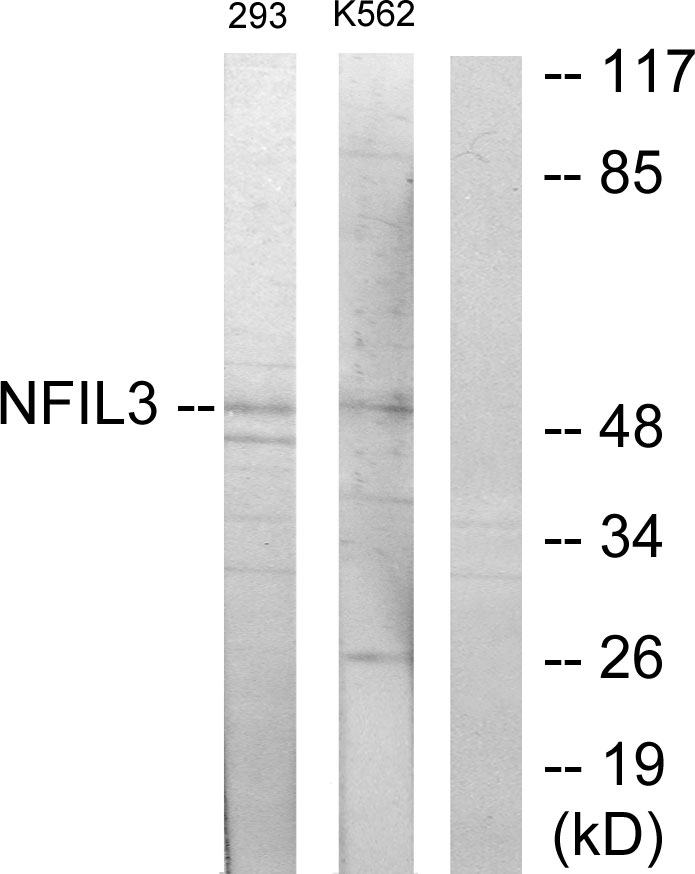 NFIL3 Ab