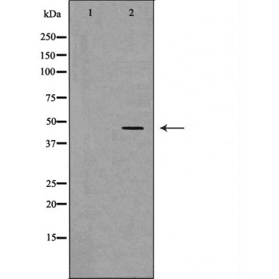 p75 NTR Ab