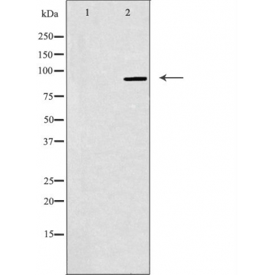 NOC3 protein homolog Ab