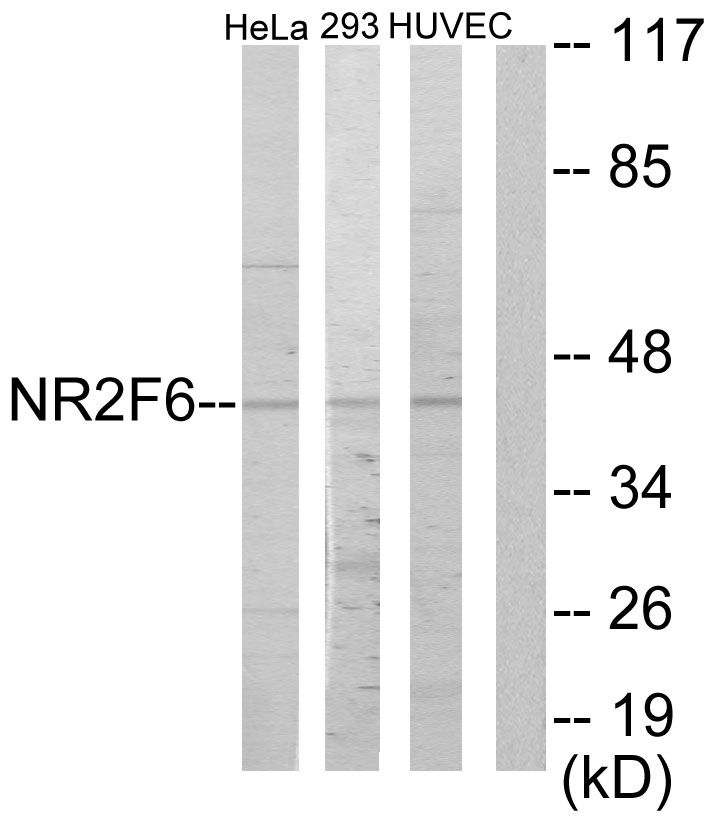 NR2F6 Ab