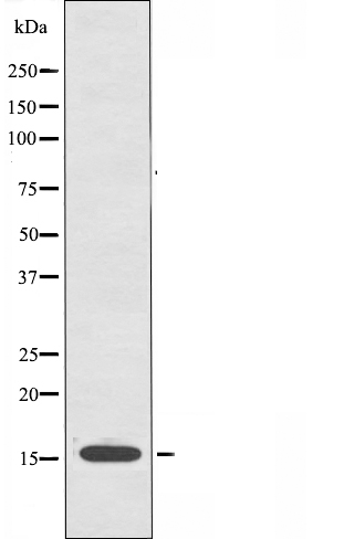 LTO1 homolog Ab