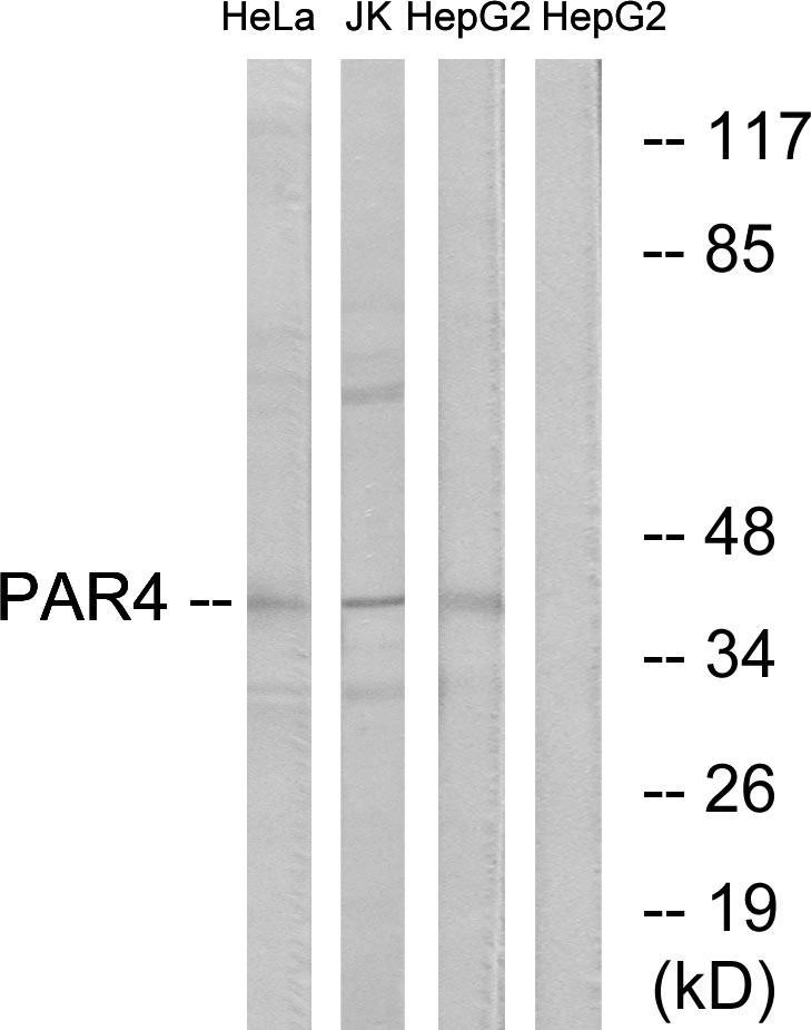 PAR4 Ab