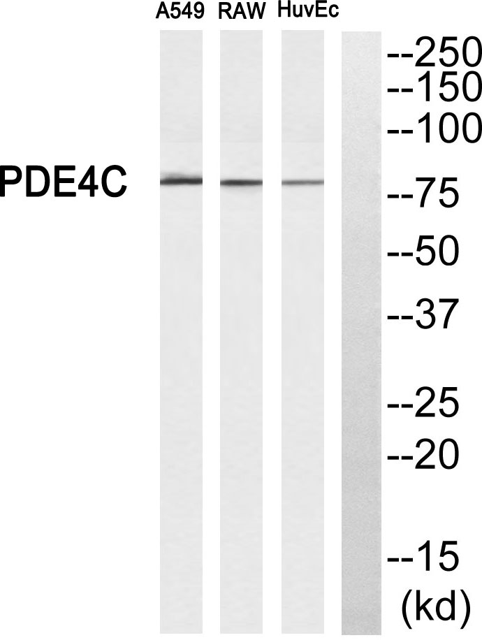 PDE4C Ab