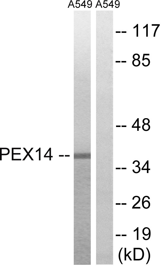 Peroxin 14 Ab