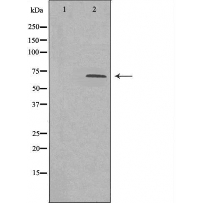 PHD finger protein 1 Ab