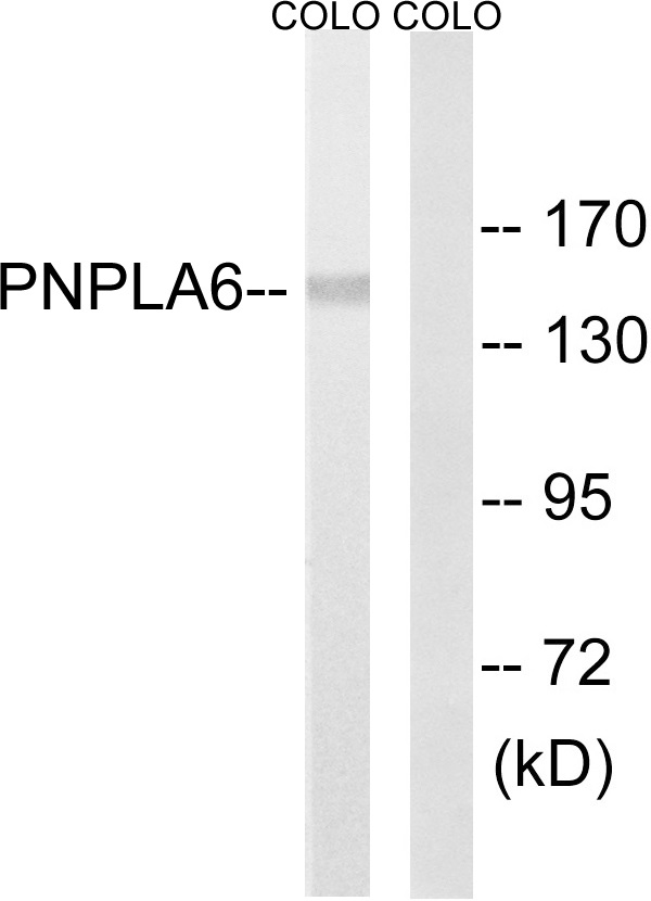 PNPLA6 Ab