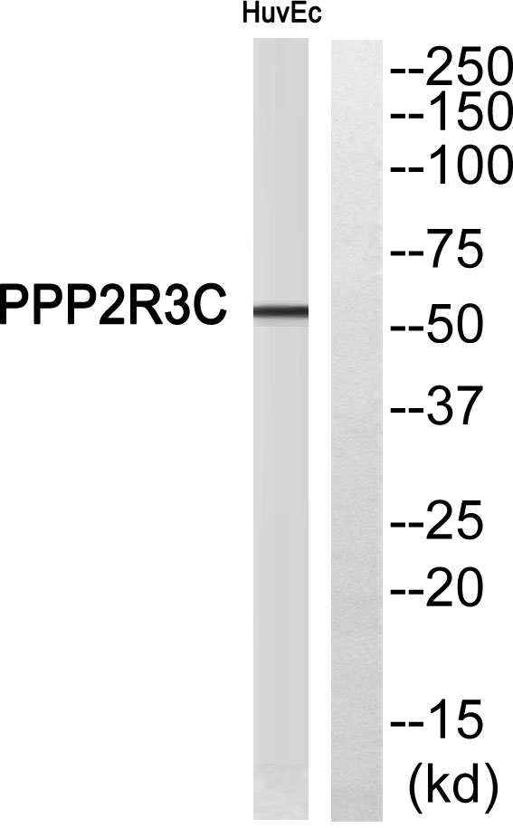 PPP2R3C Ab