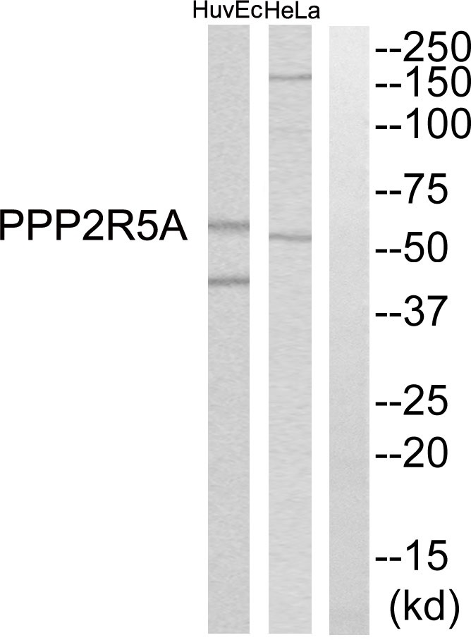 PPP2R5A Ab