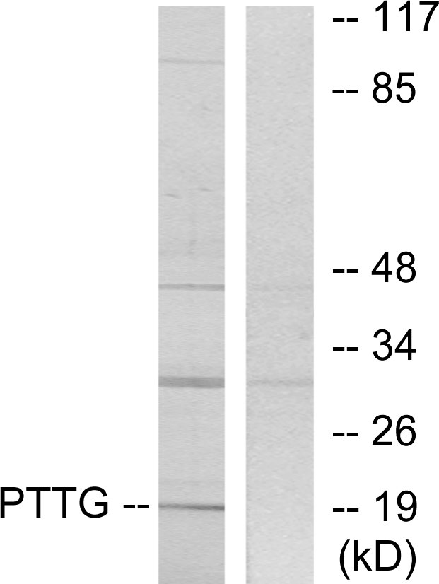 PTTG1IP Ab