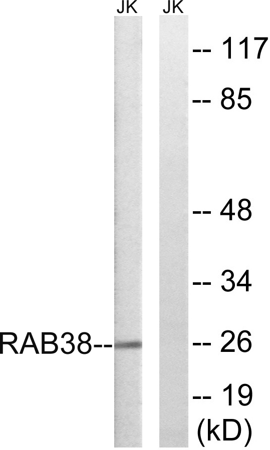 Rab38 Ab