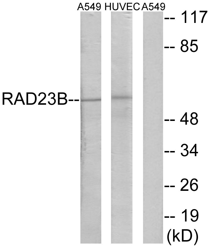 RAD23B Ab