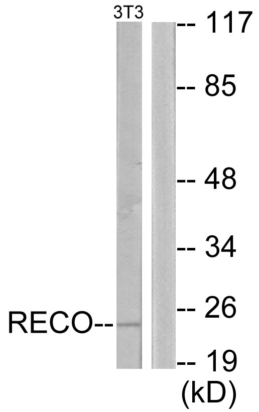 Recoverin Ab