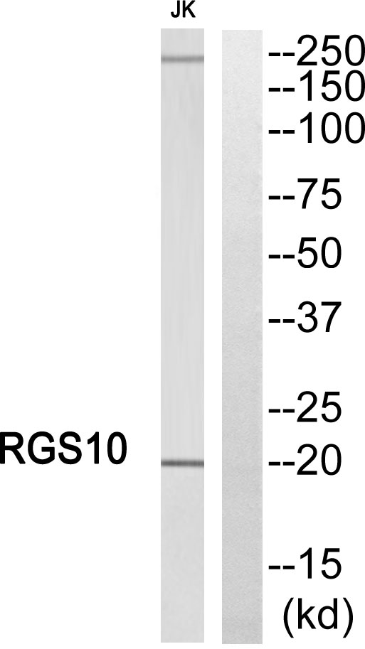 RGS10 Ab