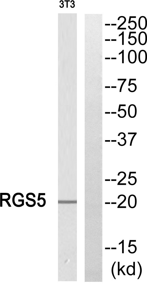 RGS5 Ab