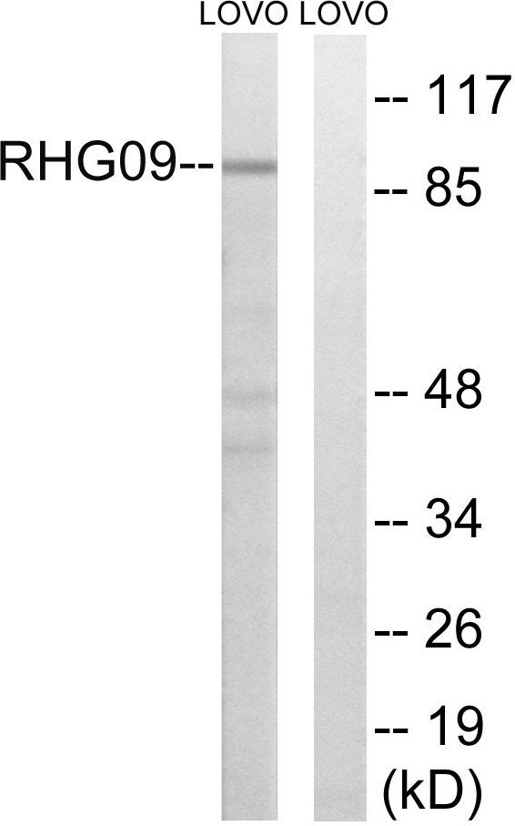 ARHGAP9 Ab