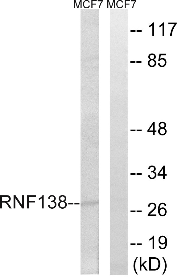 RNF138 Ab