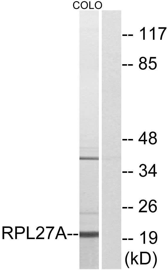 RPL27A Ab